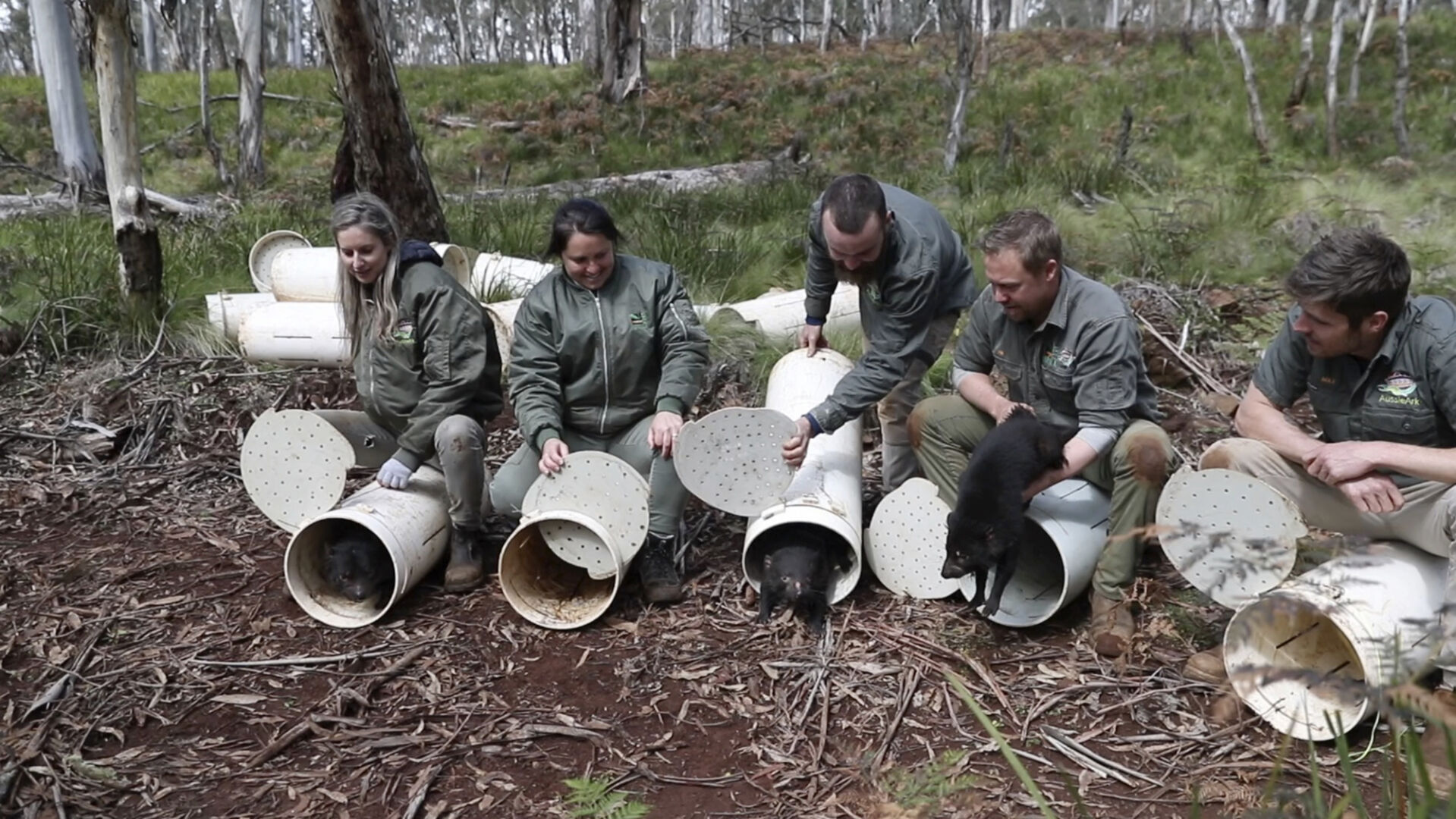 Australia Tasmanian Devils